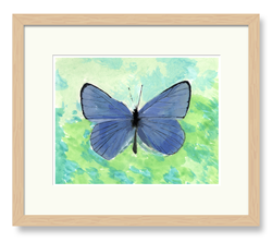 Butterflies Art Blue
